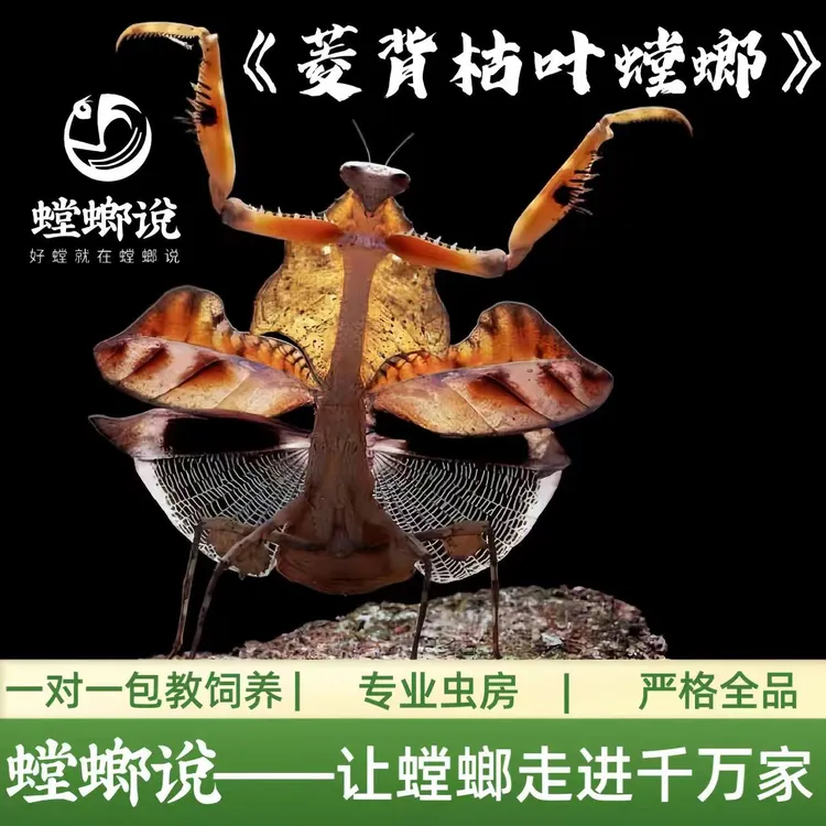 【顺丰包邮】菱背枯叶螳螂枯叶螳螂观赏螳螂宠物螳螂指尖宠物桌面