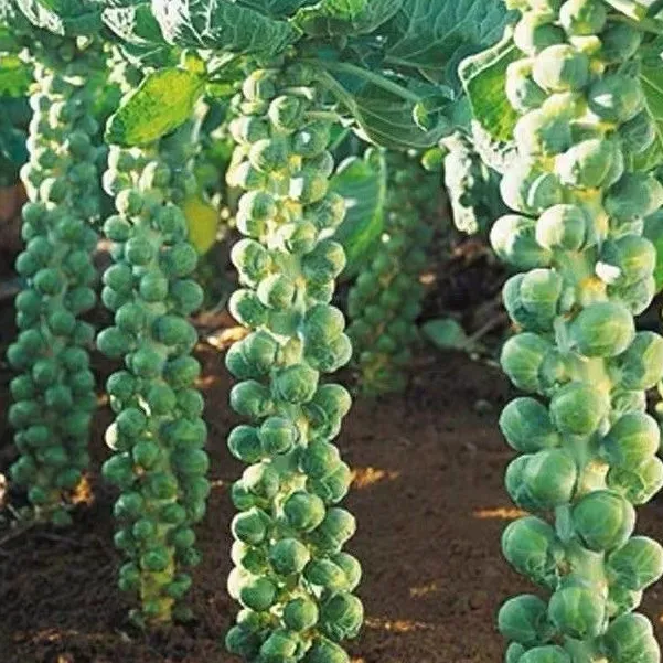 孢子甘蓝孢子甘蓝菜种子苗蔬菜种籽四季小包菜卷心蔬菜