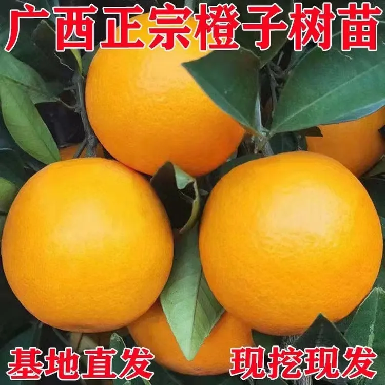 正宗红光橙树苗甜橙树苗廉江红橙苗冰糖蜜橙树苗可盆栽地栽树苗
