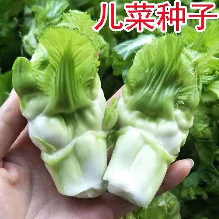 四川儿菜种子种籽芥菜种四季菜种娃娃菜蔬菜抱儿菜孑菜籽耳菜重庆
