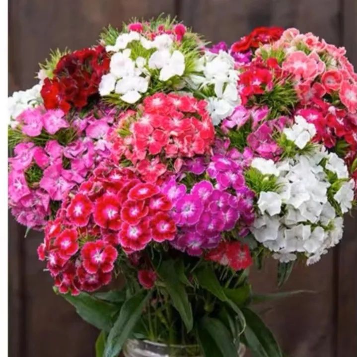 美国石竹花种子  混色种子耐寒  室外庭院花园景观播种