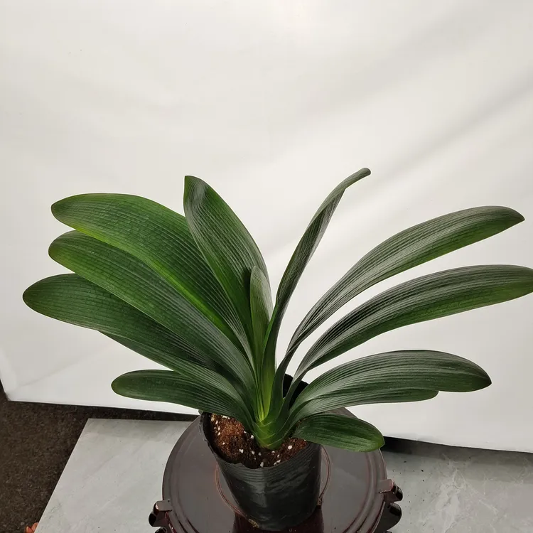 立板宽叶国兰，花开橘红色，年份越高花色越红，8公分上的叶片宽