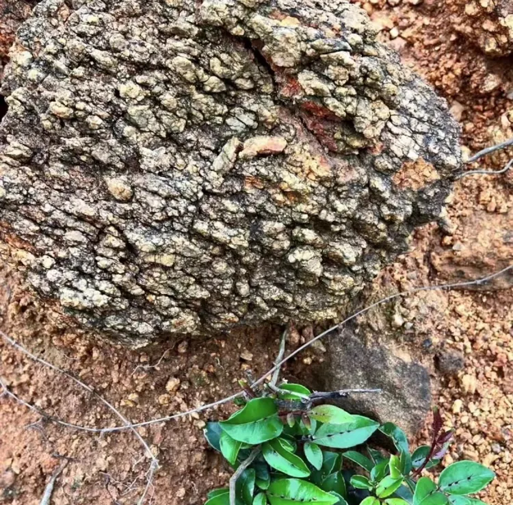 盆景必备福建海岛风化土栀子花春花专用土透气生根沥水风化颗粒土