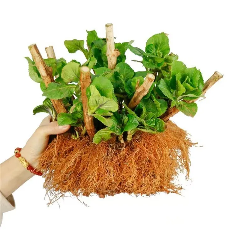 绣球花老桩无尽夏盆栽庭院八仙花好养耐寒花卉四季开花绣球花大苗