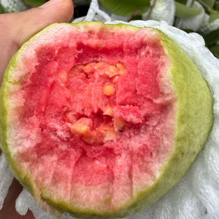 低卡糖广州正宗红心芭乐番石榴香甜红肉软心当季减z老人孕妇儿童 