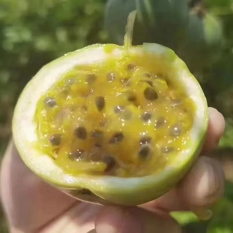 广州南沙特产百香果纯甜多汁钦蜜九号金色百香果现摘现发当季水果
