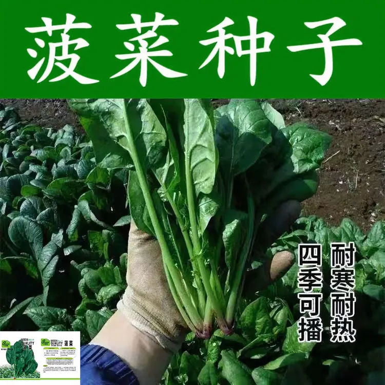 大叶菠菜种子四季易种原生态菠菜籽种子抗病耐热耐寒越冬蔬菜种子