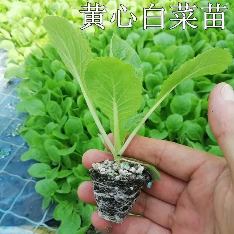 【白菜苗】大田露天菜园蔬菜春秋播单株2.5公斤左右耐热先锋白菜