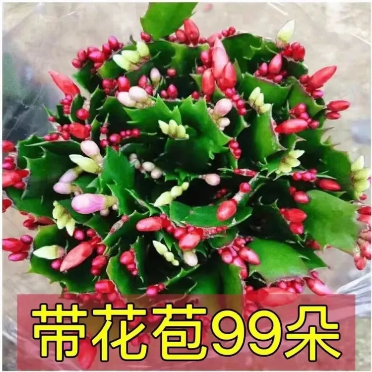 3-4色混色蟹爪兰带花苞四季花卉盆双层花瓣栽阳台桌面段叶