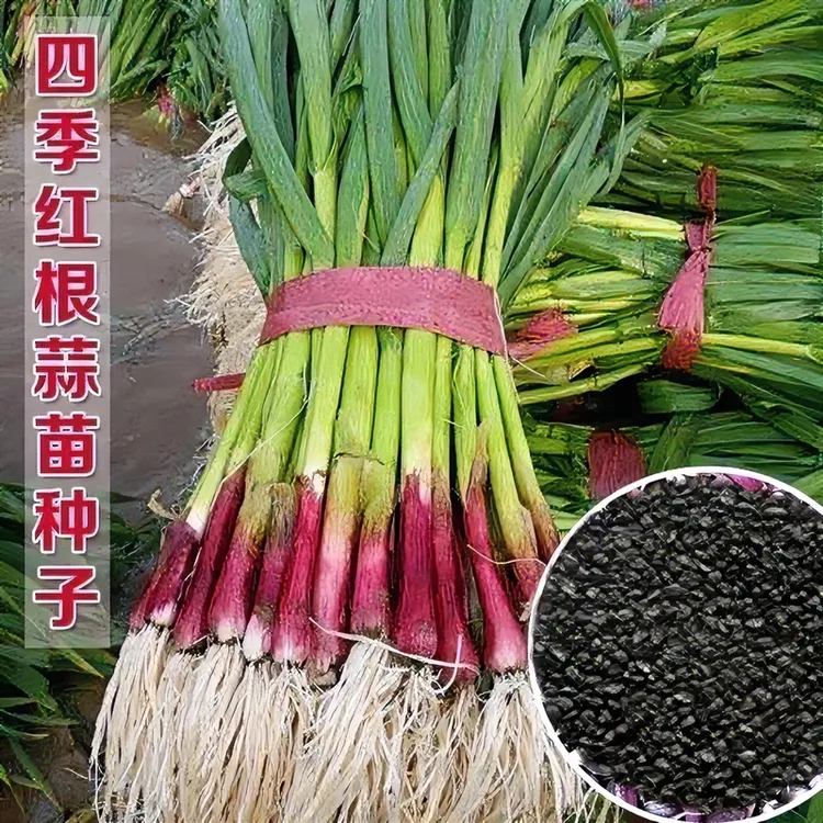 红头蒜苗种子四季播种蒜苗种子阳台盆栽棚种植香蒜硬叶蒜苗种籽