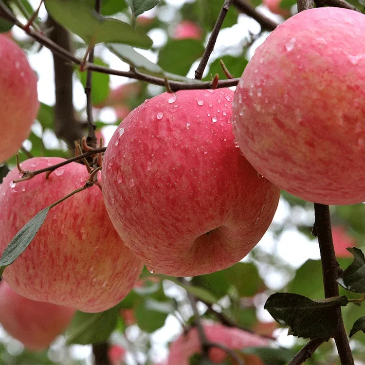  新果上市【果农自卖】正宗陕西洛川红富士苹果洛川原产地直发