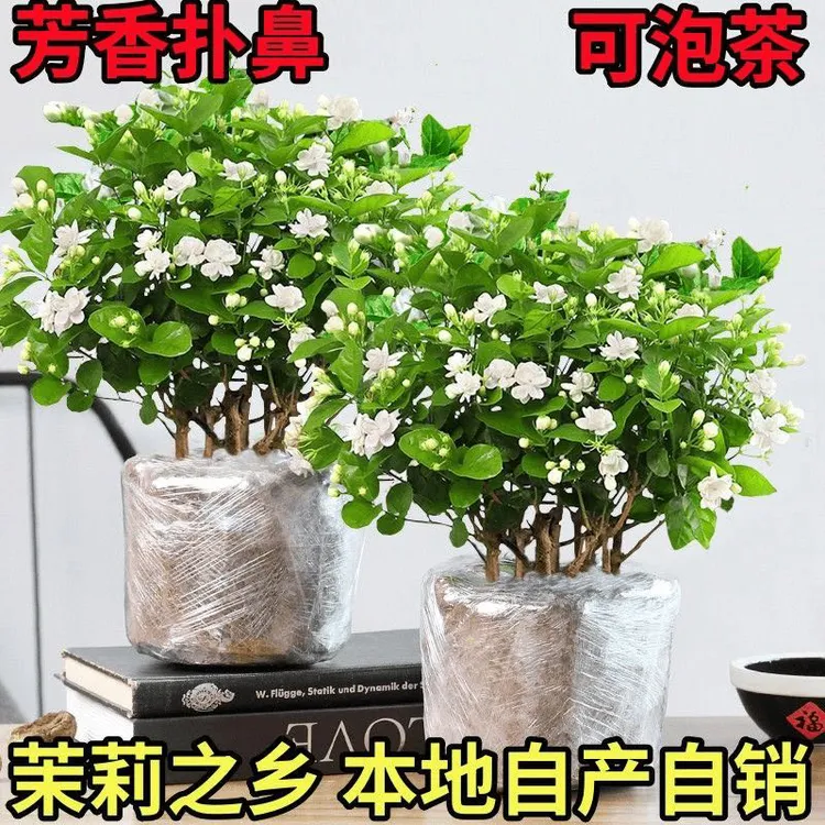 香水茉莉重瓣茉莉花盆栽耐热耐寒香水味食用型四季开花室外阳台
