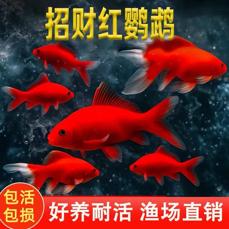 纯种火红鹦鹉鱼招财鱼淡水鱼耐活发财鱼冷水观赏鱼浴场直发红色