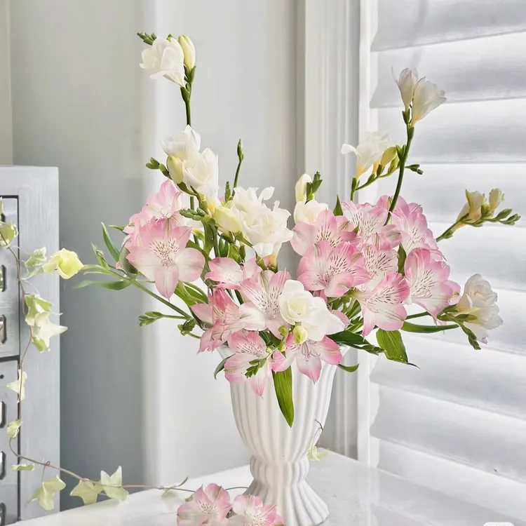 香雪兰鲜花小苍兰鲜切花云南基地直发室内水养办公室插花稀有品种