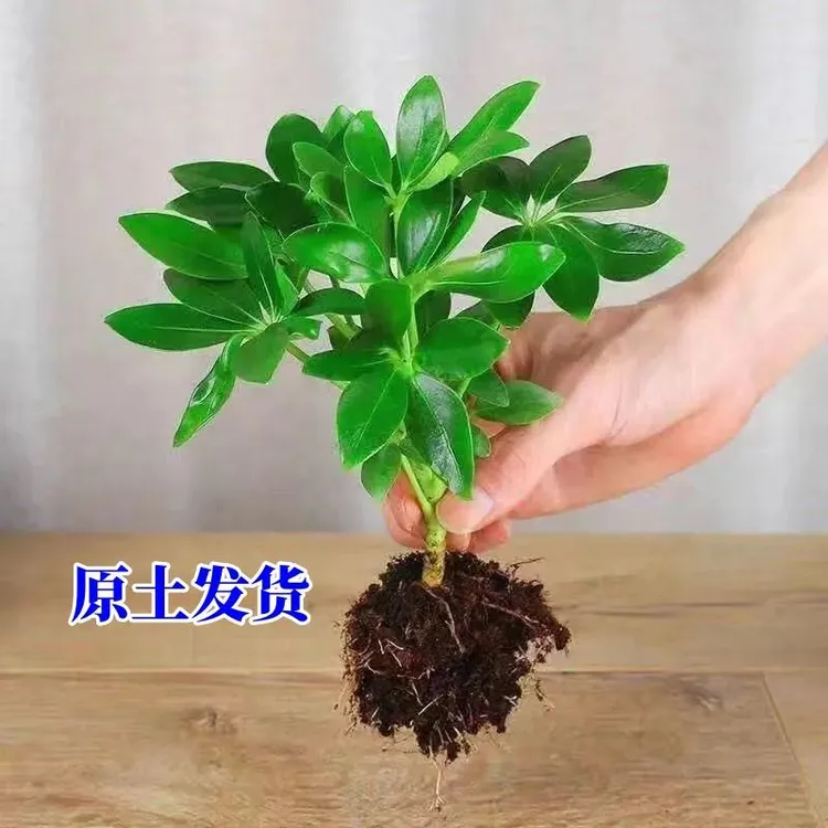 吸毒旺财水培特色绿植八方来财盆栽绿植花卉鸭脚木四季长青七叶莲