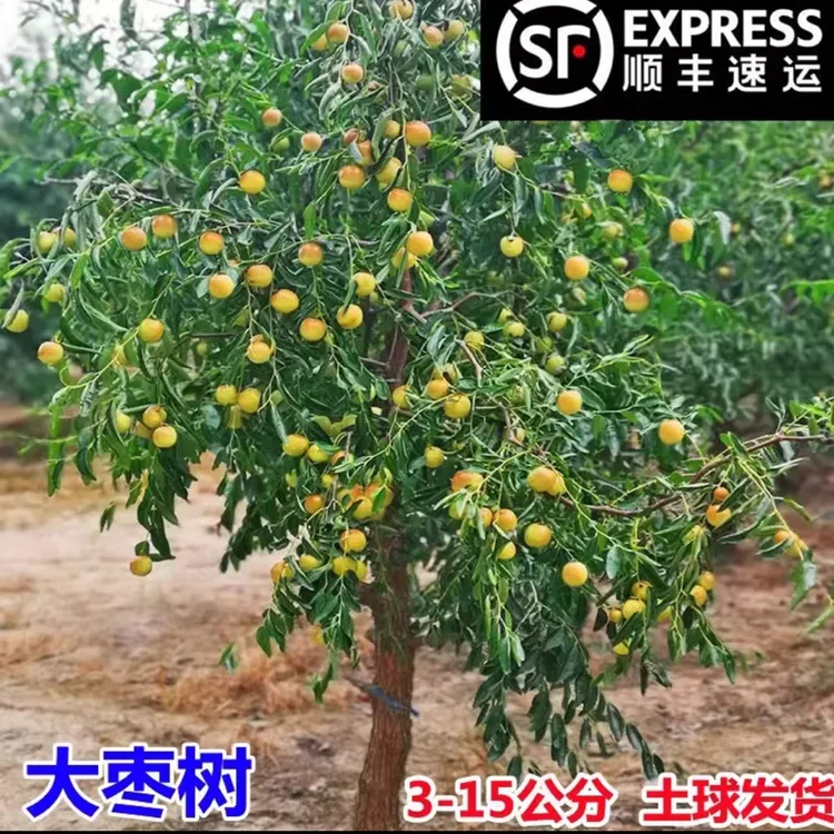 脆枣树苗 一物一拍