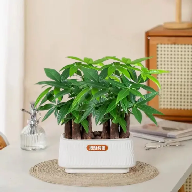 6杆发财树发财树A1室内客厅办公室绿植盆栽四季常青好养招财转运