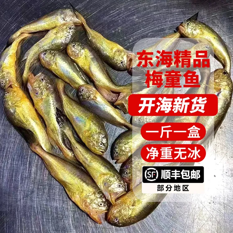 东海舟山新鲜冷冻大头宝梅童鱼细眼梅子鱼狮头鱼海鲜水产顺丰包邮