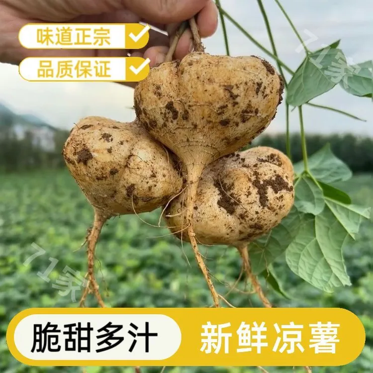 贵州高山黄沙土种植地萝卜地瓜凉薯脆甜多汁当季水果