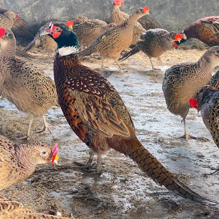 七彩山鸡 宠物鸡 长尾鸡 包邮