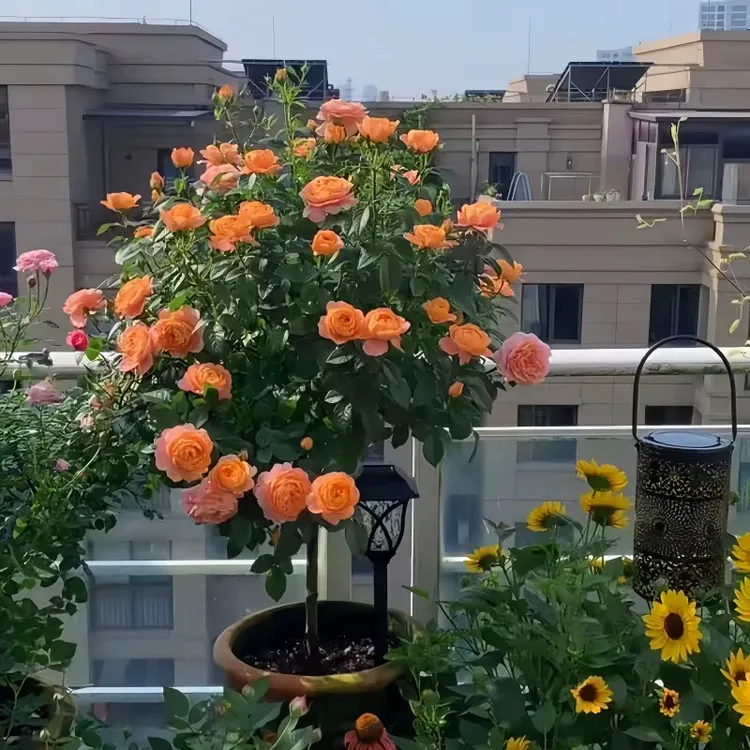 果汁阳台多季爆花植物庭院阳台好养花卉中杯大苗原盆原土发货