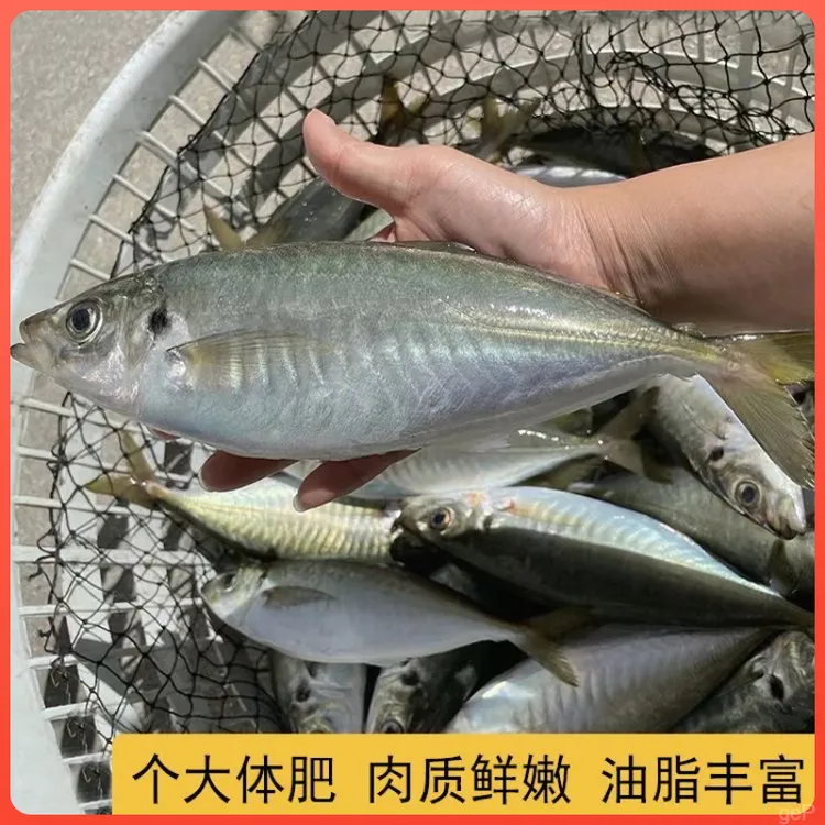 东山岛养殖巴浪鱼土豪大巴浪竹荚鱼新鲜速冻鱼类酒店餐饮用海鲜