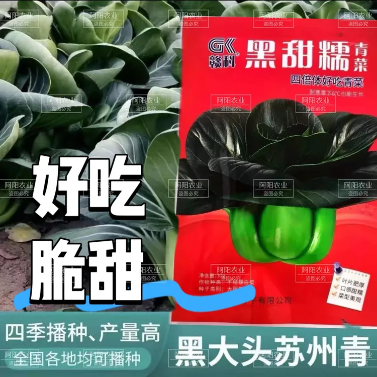 赣科黑甜糯青菜黑叶矮脚青苏州青四季青梗菜油菜籽大头耐寒高产量