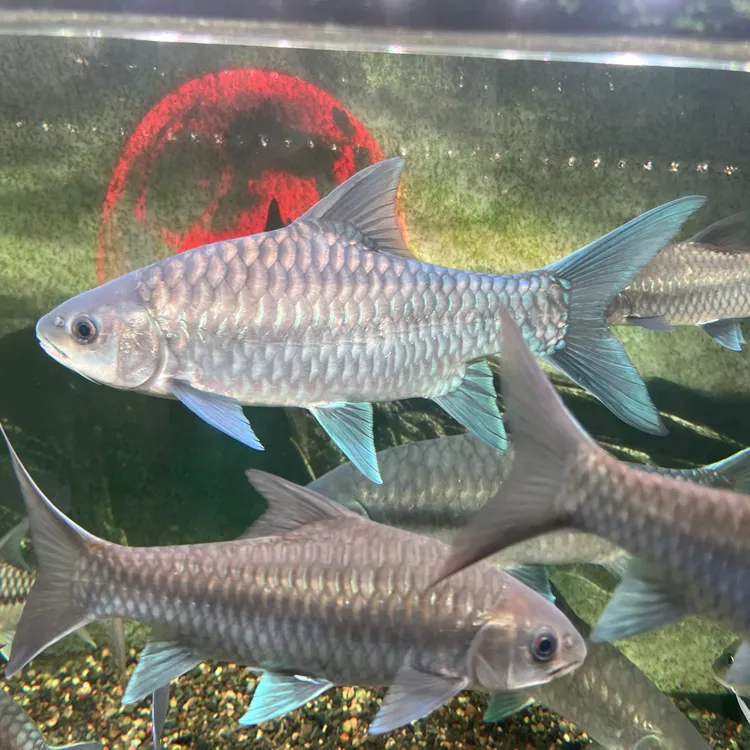 洪崩河异口蓝吉罗