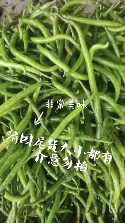 顺丰快递新鲜细长青线椒尖椒辣椒青椒二荆条产地清园尾货大小都有