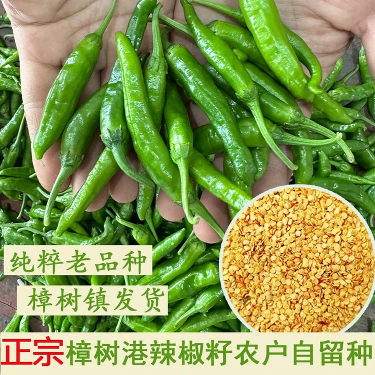 樟树港辣椒种子产地湖南岳阳湘阴樟树镇发货商品图