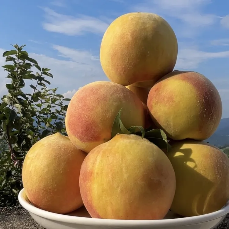 【脆蜜桃】大别山区唐家山水蜜桃当季露天脆甜新鲜原产地现摘现发