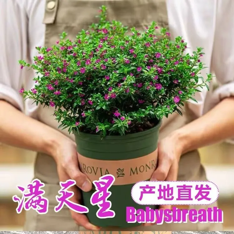 满天星盆栽耐热耐寒植物四季开花阳台庭院造景花卉好养易活绿植