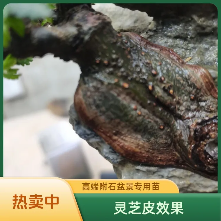 霞浦灵芝榆树苗正宗小叶榔榆附石专用苗绿皮榆树苗盆景素材文人桩