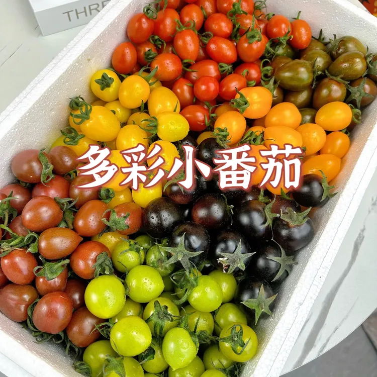 寿光产地直发农家自种七彩小番茄新鲜采摘酸甜多汁