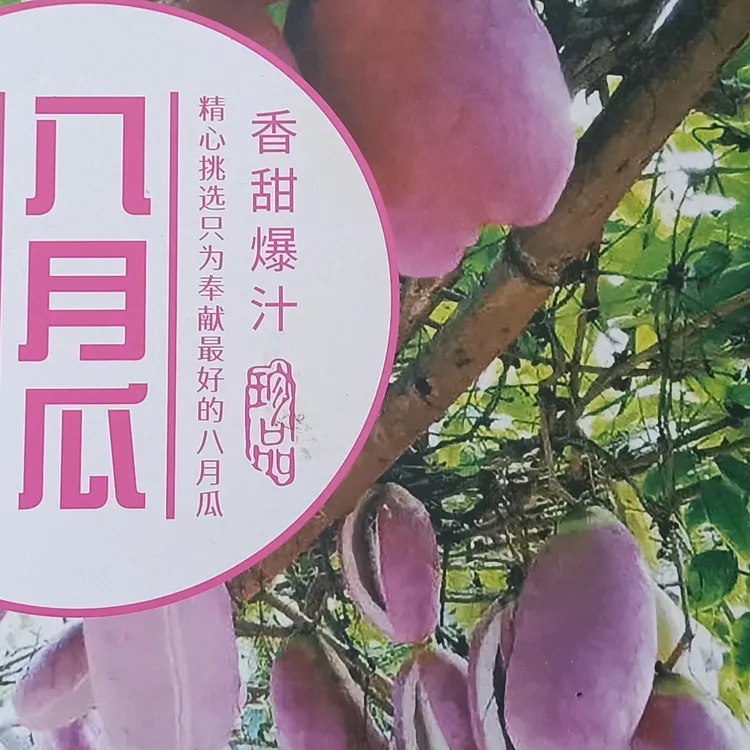 硒都恩施建始红岩老品种八月瓜现摘现发软糯香甜正宗新鲜新鲜现摘