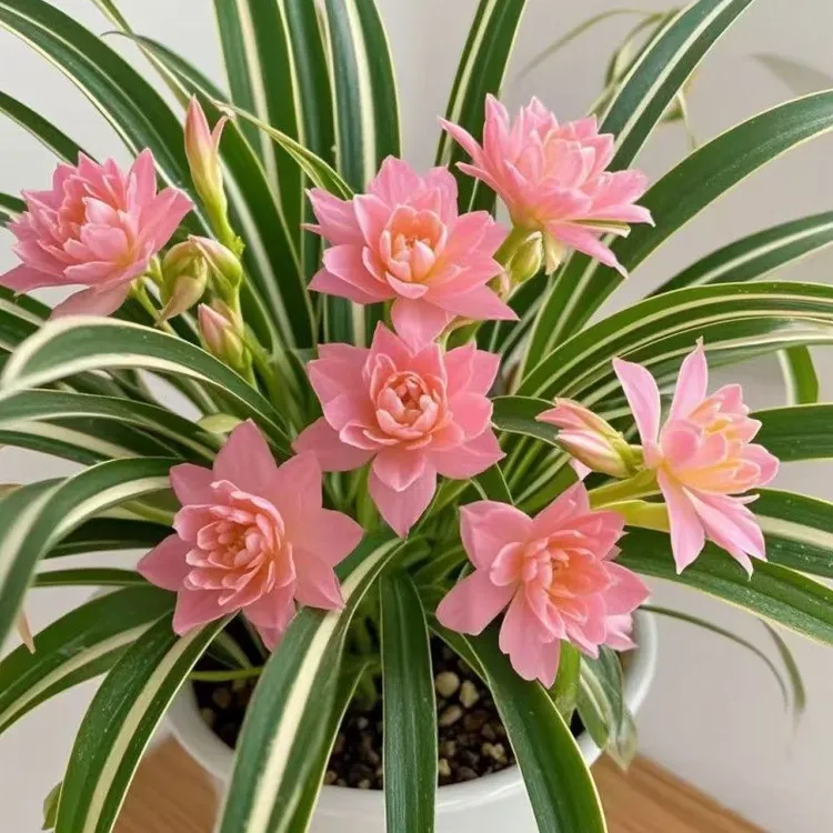 热销浓香型花卉金娃娃吊兰大花重瓣绿植四季开花盆栽室外耐热易活