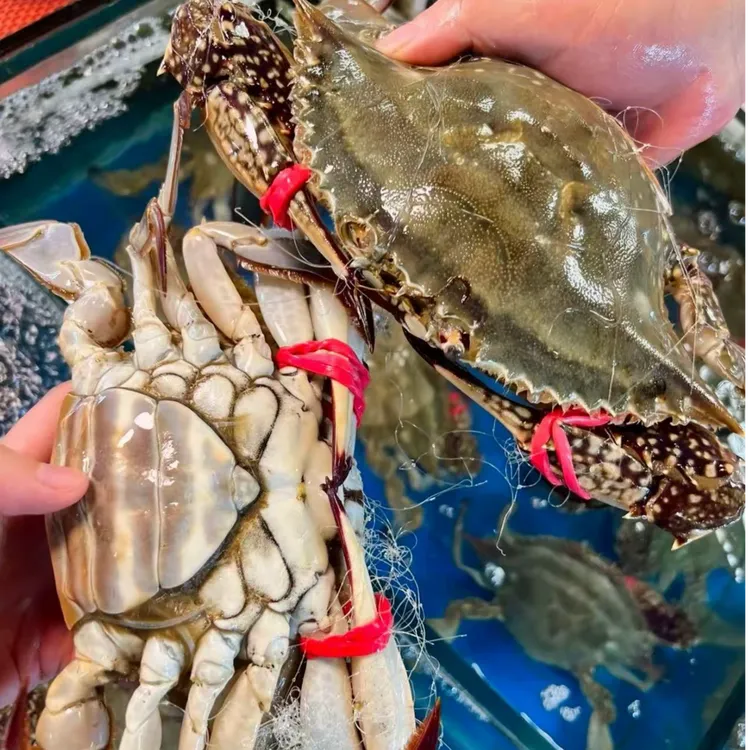 明黄特大母蟹 （红膏）单只6-9两左右 两斤装 顺丰包邮【保鲜不保活】