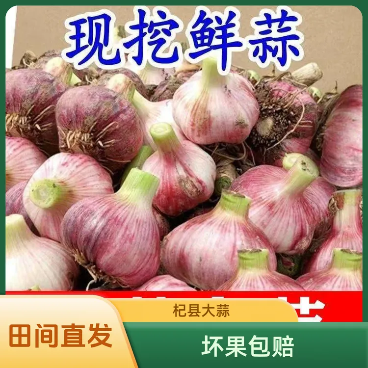 【商超品质】河南杞县新鲜紫皮大蒜头现挖可腌制糖醋蒜厨房调味必备