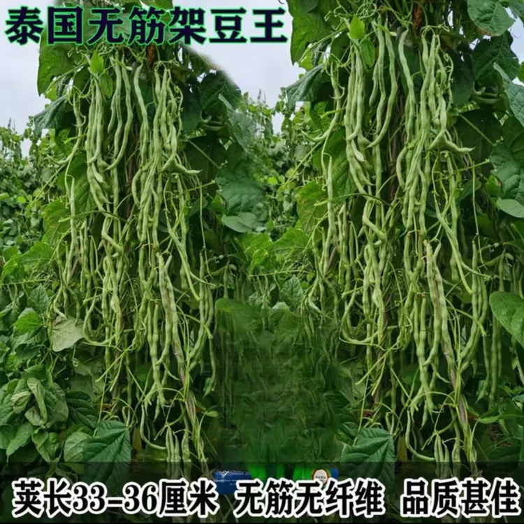 【泰国架豆王 种子】泰国架豆王泰国架豆王种子无筋无柴 四季种植