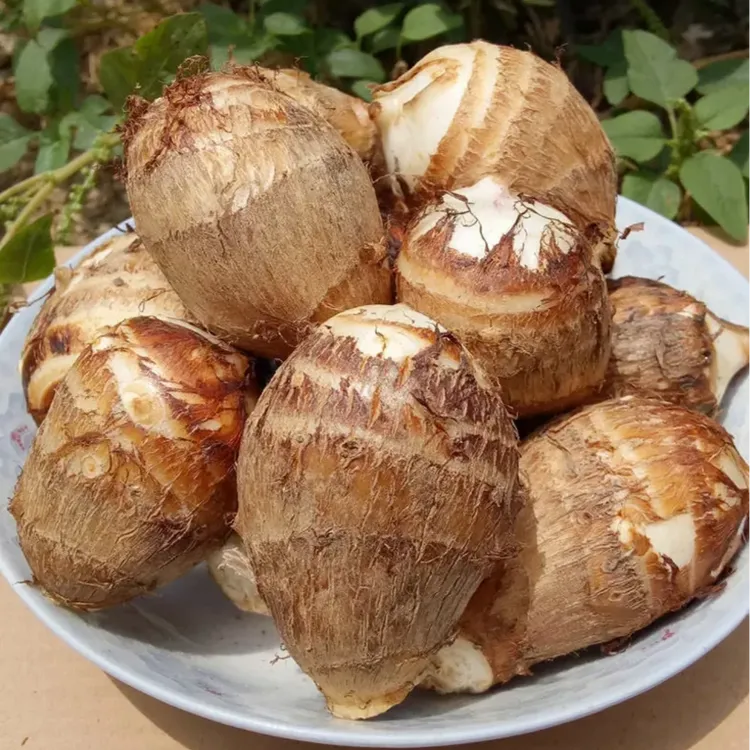 新鲜牛奶芋头软糯香甜露天栽种现挖现发毛芋头蔬菜