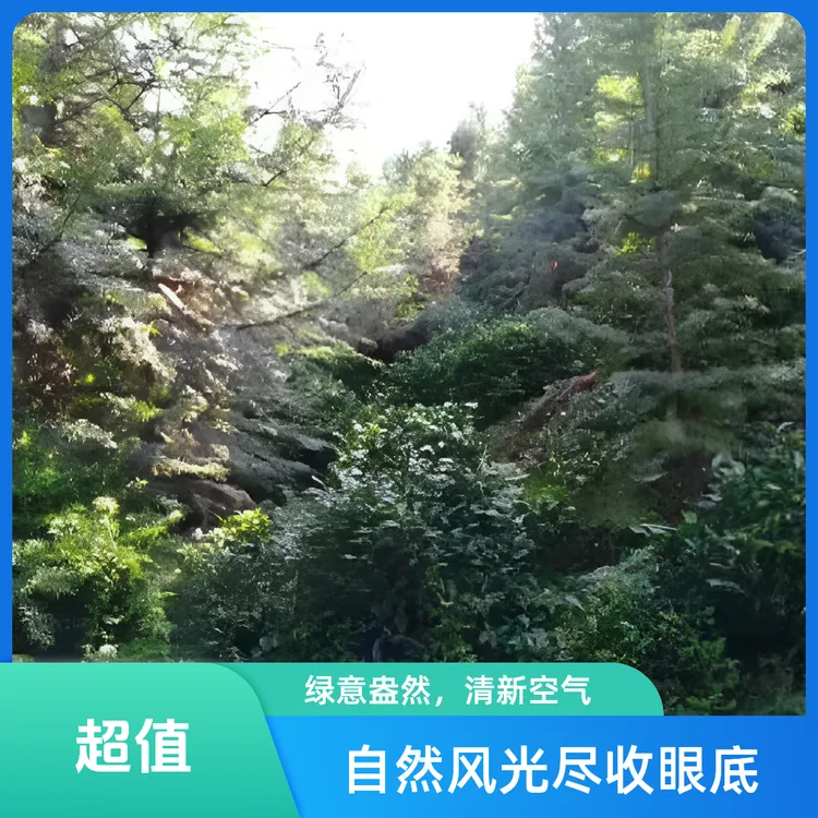 热卖爆款明后鲜制真龙地霍山黄芽高山群体种纯手工野茶芽叶细嫩