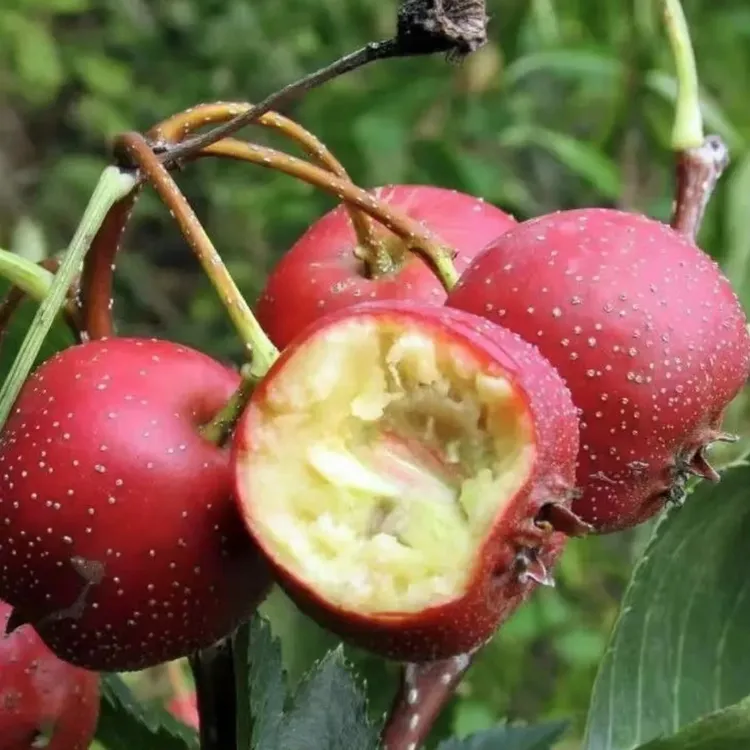 山楂树苗嫁接新品种无籽甜歪把红大棉球大金星山楂苗南北方种植