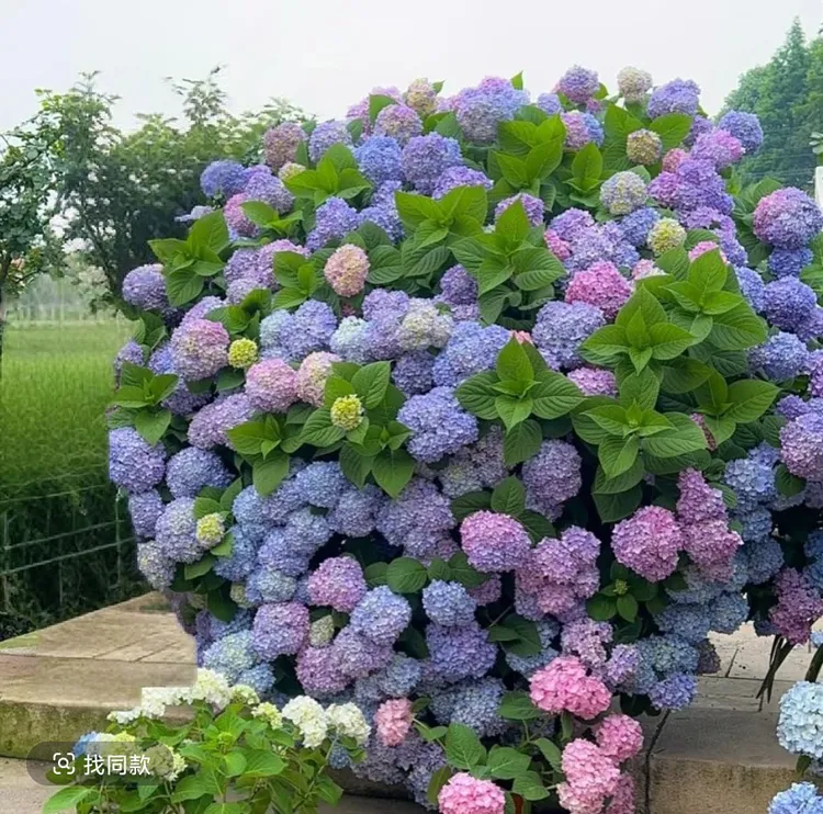 多色绣球小苗重瓣原盆原土送肥料