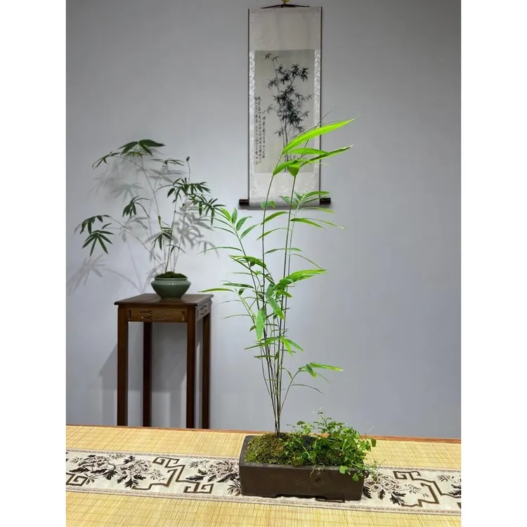 内门竹盆栽室内禅意竹