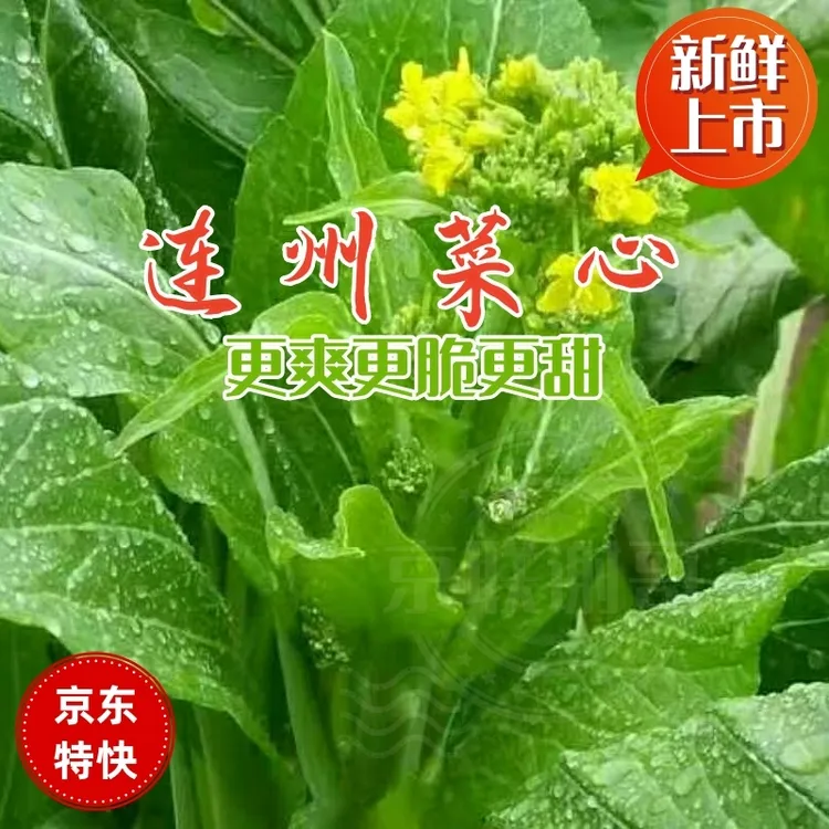 连州菜心新鲜广东菜心5斤起精选农家种植爽脆细嫩甜花蕾冷链发货
