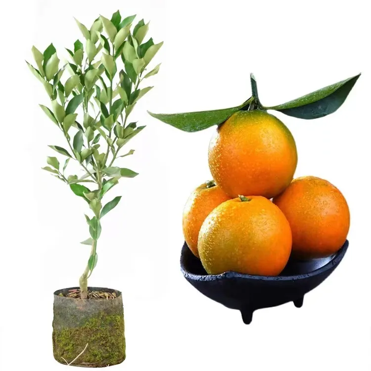 脆蜜金柑树苗 新品种金桔苗纯甜 果子大脆蜜金桔树苗庭院盆栽地栽