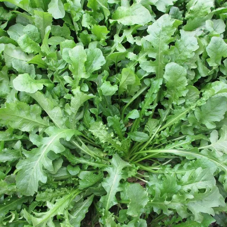 (拍2发3)大叶荠菜种子农家四季春野菜种籽食用盆栽荠菜种子青菜籽