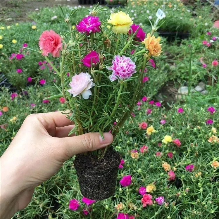 [1带根带花苞带土]太阳花苗混色重瓣盆栽花四季开花送种植说明商品图