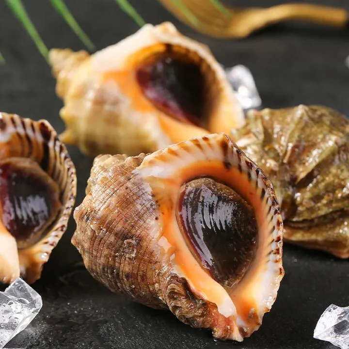 连云港发货 鲜活海螺3斤（当天收到联系死的包赔）