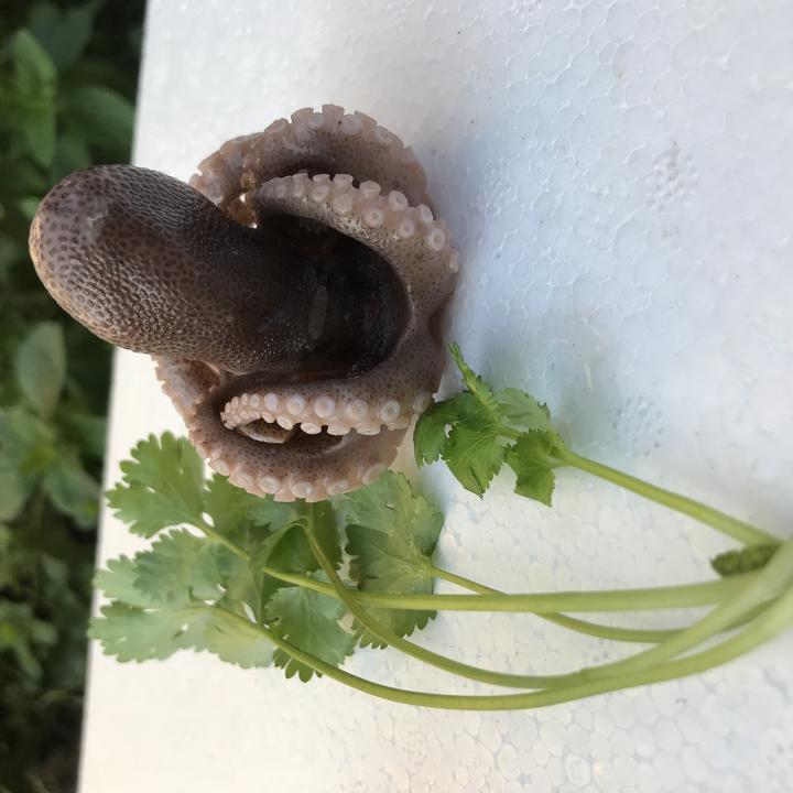 连云港短腿章鱼八爪鱼3斤装包邮不缩水toobigdata带货数据